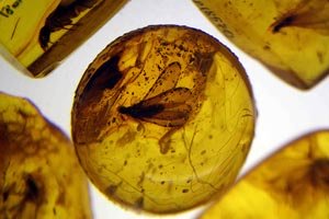 amber gemstones